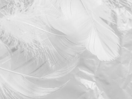 Beautiful abstract white feathers on white background and soft black feather texture on white pattern and light background, gray feather background, grey bannersの写真素材