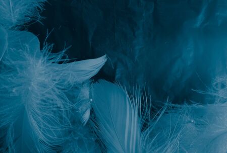 Beautiful abstract colorful white and blue feathers on black background and soft white feather texture on blue pattern and blue background, feather background, blue bannersの写真素材