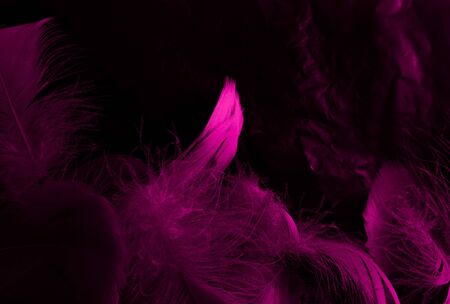 Beautiful abstract white and pink feathers on black background and soft white feather texture on pink pattern and pink background, feather background, pink bannersの写真素材