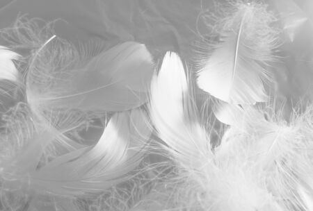 Beautiful abstract white feathers on white background and soft black feather texture on white pattern and light background, gray feather background, grey bannersの写真素材