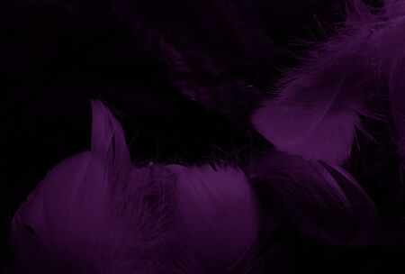 Beautiful abstract white and purple feathers on black background and soft white feather texture on white pattern and purple background, feather pink background, purple bannersの写真素材