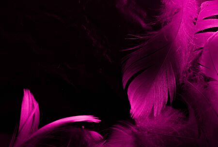 Beautiful abstract white and pink feathers on black background and soft white feather texture on pink pattern and pink background, feather background, pink bannersの写真素材