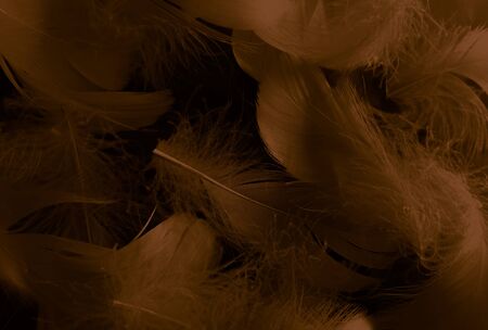 Beautiful abstract white and brown feathers on black background and soft yellow feather texture on white pattern and yellow background, feather background, gold feathers bannersの写真素材
