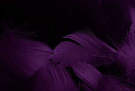 Beautiful abstract white and purple feathers on black background and soft white feather texture on white pattern and purple background, feather pink background, purple bannersの写真素材