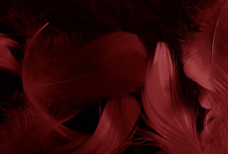 Beautiful abstract white and red feathers on black background and soft white feather texture on red pattern and red background, pink feather background, white bannersの写真素材