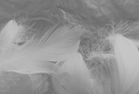 Beautiful abstract white feathers on white background and soft black feather texture on white pattern and light background, gray feather background, grey bannersの写真素材