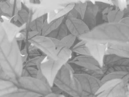 Beautiful abstract color black flowers on white background and blue graphic white flower frame and dark leaves texture, dark background, colorful graphics banner, white leaves, black leavesの写真素材