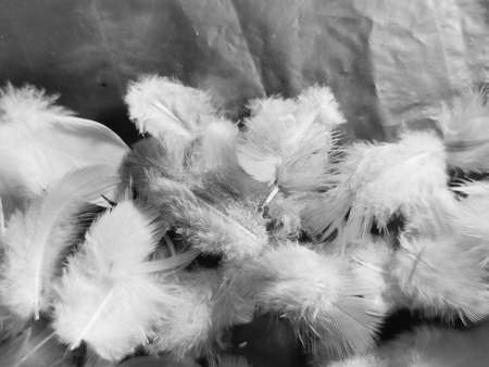 Beautiful abstract gray and white feathers on white background, soft brown feather texture on white pattern background, gray feather backgroundの写真素材