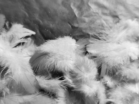 Beautiful abstract gray feathers on white background and soft white feather texture on white pattern...