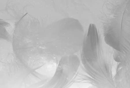 Beautiful abstract gray and white feathers on white background, soft brown feather texture on white pattern background, gray feather backgroundの写真素材