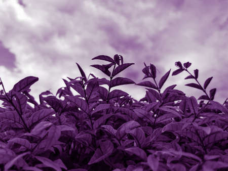 Beautiful abstract color blue and purple flowers on black background and purple graphic pink flower frame and pink leaves texture, purple background, colorful graphics banner, purple leavesの写真素材