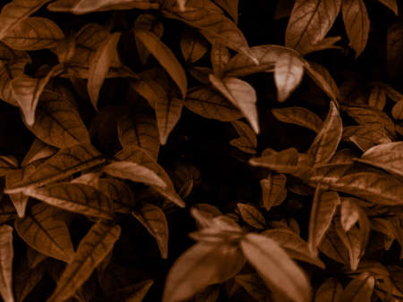 Beautiful abstract color brown and yellow flowers on dark background and orange flower frame and...