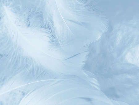 Beautiful abstract blue feathers on white background and soft white feather texture on blue pattern and blue background, feather background, blue theme valentines dayの写真素材