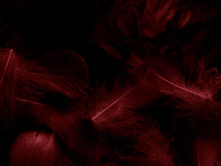 Beautiful abstract white and red feathers on black background and soft white feather texture on red pattern and red background, pink feather background, red bannersの写真素材