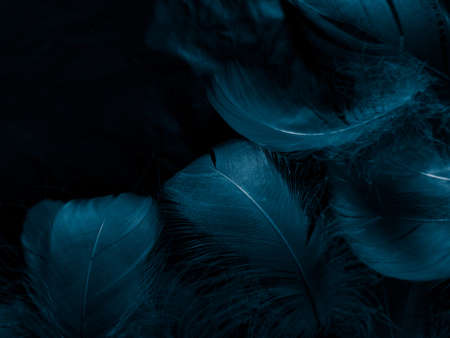 Beautiful abstract colorful white and blue feathers on black background and soft white feather...