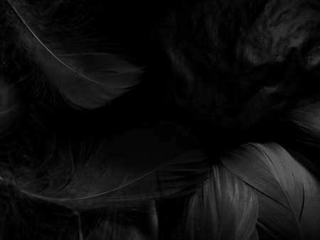 Beautiful abstract white feathers on black background and soft black feather texture on white...