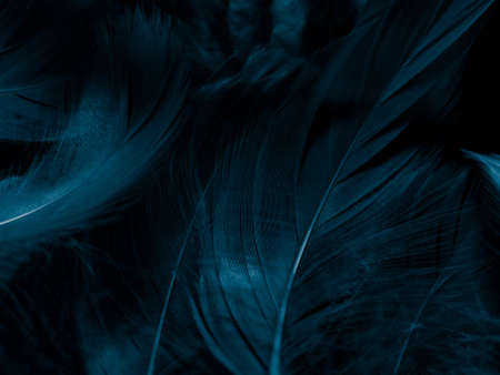 Beautiful abstract colorful white and blue feathers on black background and soft white feather...