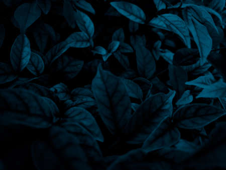 Beautiful abstract color gray and blue flowers on dark background and dark  flower frame and blue leaves texture, blue background, dark blue graphics bannerの写真素材