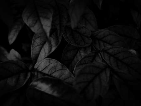 Beautiful abstract color gray and white flowers on dark background and light pink flower frame and dark leaves texture, dark background, colorful graphics banner, white leaves, black leavesの写真素材