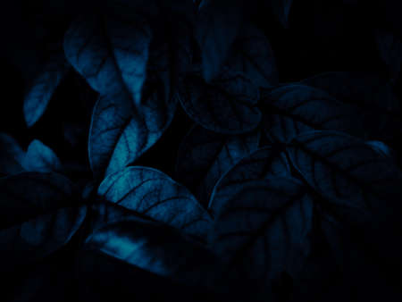 Beautiful abstract color gray and blue flowers on dark background and dark  flower frame and blue leaves texture, blue background, dark blue graphics bannerの写真素材