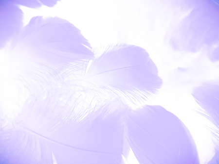 Beautiful abstract white and purple feathers on white background and soft white feather texture on pink pattern and purple background, feather background, pink bannersの写真素材