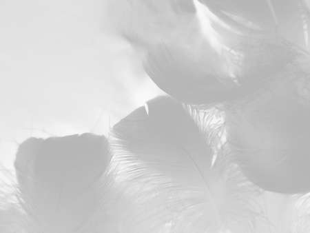 Beautiful abstract black feathers on white background and soft white feather texture on white pattern and dark background, gray feather background, black bannersの写真素材