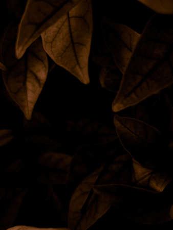 Beautiful abstract color brown and yellow flowers on dark background and orange flower frame and brown leaves texture, brown background, orange and gold love banner, orange isolated backgroundの写真素材