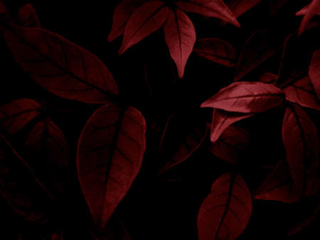 Beautiful abstract color pink and red flowers on dark background and light black flower frame and...