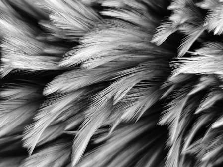 Beautiful abstract black feathers on white background and soft white feather texture on white...