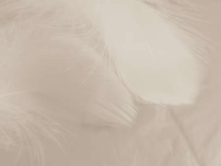 Beautiful abstract white feathers on white background and soft black feather texture on white pattern and light background, gray feather background, grey bannersの写真素材