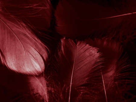Beautiful abstract white and red feathers on dark background and soft white feather texture on red pattern and red background, pink feather background, white bannersの写真素材