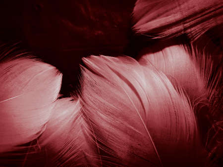 Beautiful abstract white and red feathers on dark background and soft white feather texture on red...