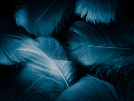 Beautiful abstract colorful white and blue feathers on dark background and soft white feather texture on blue pattern and blue background, feather background, blue bannersの写真素材