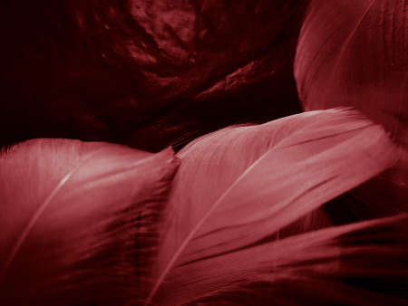 Beautiful abstract white and red feathers on dark background and soft white feather texture on red...