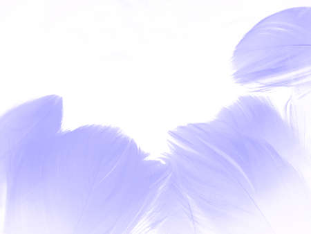 Beautiful abstract colorful gray and purple feathers on white background and soft white pink feather texture on dark pattern and light blue background, colorful feather, purple bannersの写真素材