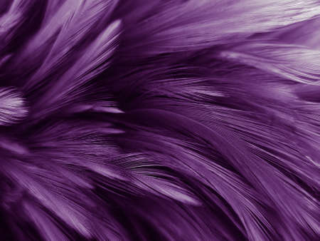 Beautiful abstract colorful gray and purple feathers on white background and soft white pink feather texture on dark pattern and light blue background, colorful feather, purple bannersの写真素材