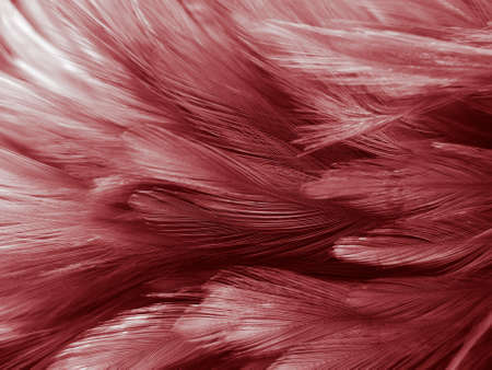 Beautiful abstract white and red feathers on black background and soft white feather texture on red pattern and red background, pink feather background, white bannersの写真素材