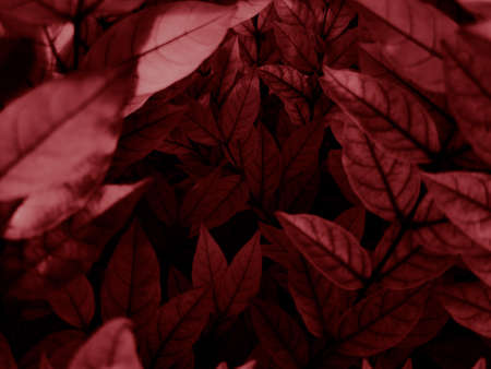 Beautiful abstract color pink and red rose flowers on dark background and light black flower frame...