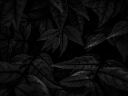 Beautiful abstract color gray and black flowers on dark background, dark leaves texture, dark background, colorful graphics banner, white leaves, black leavesの写真素材