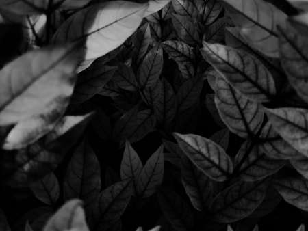 Beautiful abstract color gray and black flowers on dark background, dark leaves texture, dark...