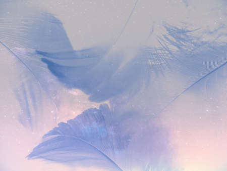 Beautiful abstract colorful white and blue feathers on white background and soft purple feather...