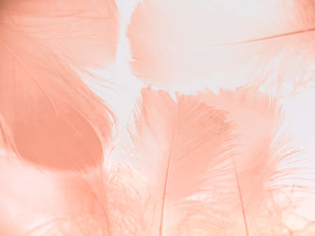 Beautiful abstract orange and white feathers on white background, soft brown feather texture on white pattern background, yellow feather backgroundの写真素材