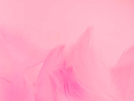 Beautiful abstract gray and pink feathers on white background,  white feather frame texture on pink pattern and pink background, feather, pink bannersの写真素材