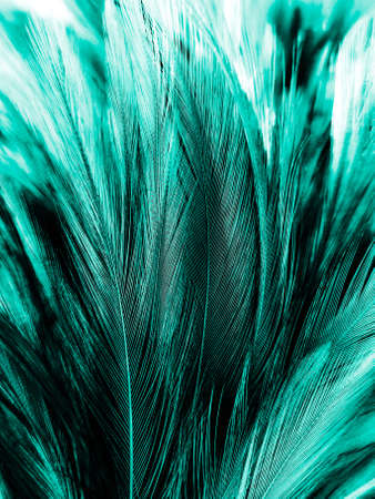 Beautiful abstract pastel green feathers on dark background, black feather frame texture on green background, dark feather, black bannersの写真素材