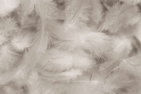 Beautiful abstract gray feathers on white background and soft white feather texture on white pattern...