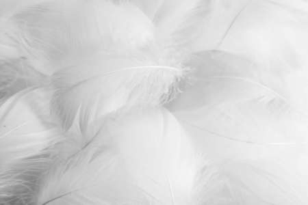 Beautiful abstract gray feathers on white background and soft white feather texture on white pattern and dark backgroundの写真素材