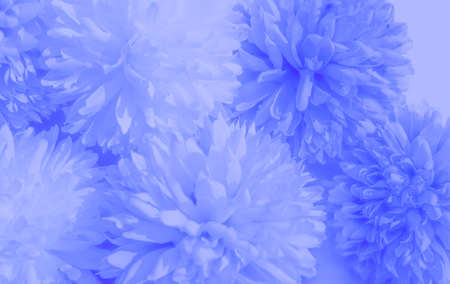 Beautiful abstract color black and blue flowers on black background and dark graphic white flower...