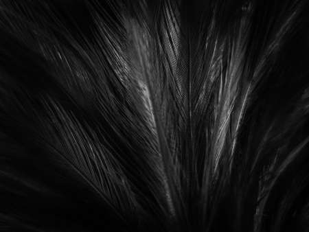 Beautiful abstract black feathers on dark background, gray feather texture on black background, white feather backgroundの写真素材