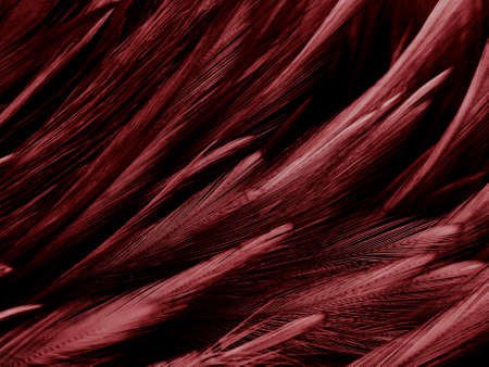 Beautiful abstract red feathers on dark background and soft white feather texture on red pattern and red background, pink feather wallpaper, love theme, wedding valentines dayの写真素材