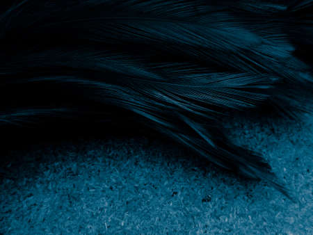 Beautiful abstract blue feathers on dark background and black feather texture on blue pattern and blue background, feather wallpaper, blue banners, love theme, valentines dayの写真素材